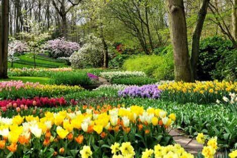 봄이왔다!  정원에 8개의 구근을 심어 생명과 색으로 채우세요